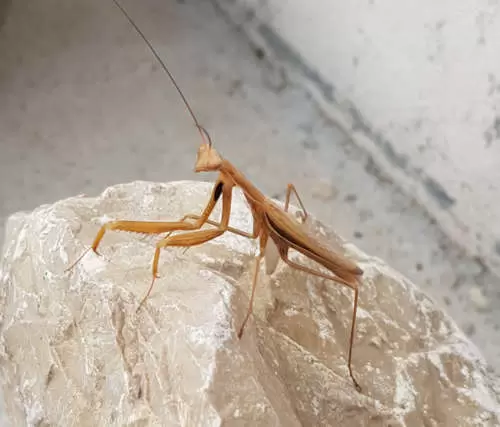 Introduction to Sustainable Development & Sustainability 17 Praying Mantis - Integrated Pest Management (IPM)