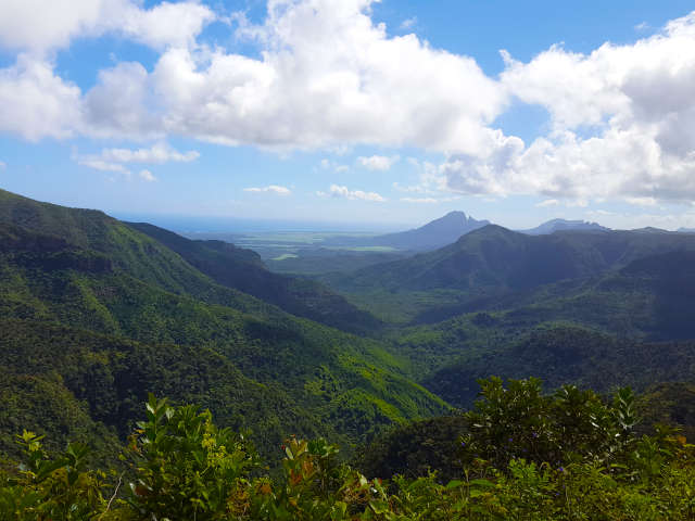 Riforestazione nell'isola di Mauritius: la foresta oggi