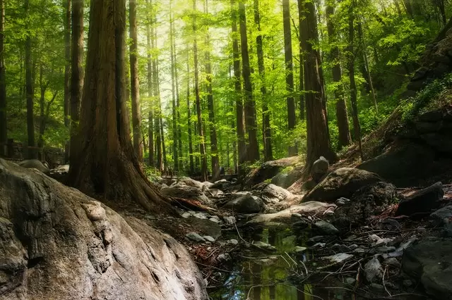 IMPORTANCE Of Sustainable Development (and Goals) 4 importance of a healthy rainforest for sustainable development