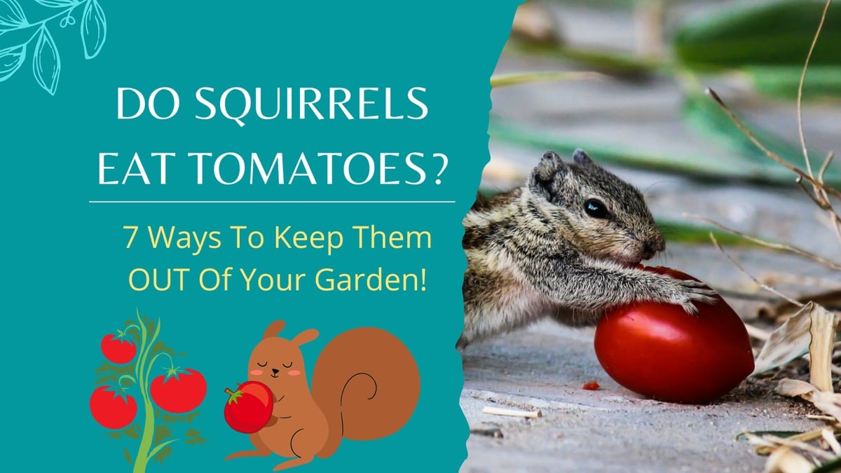 Do squirrels eat tomatoes