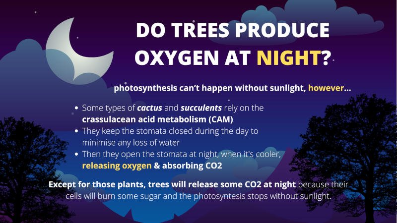 Do trees produce oxygen at night