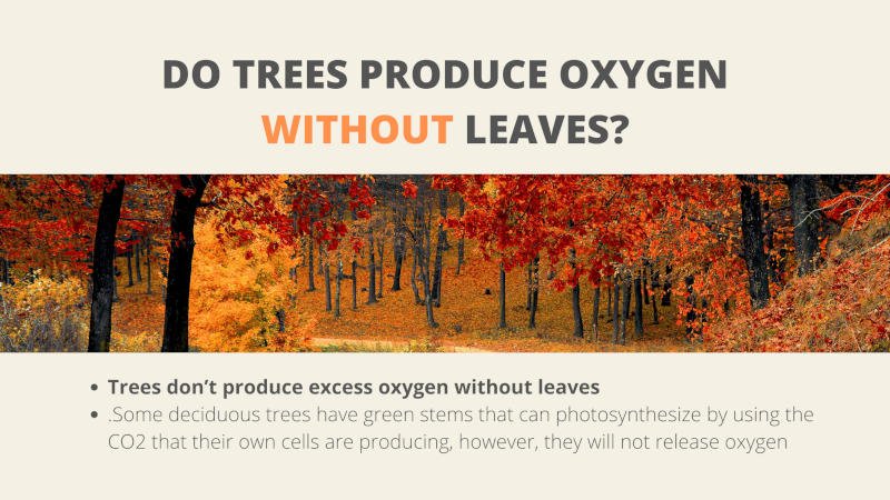 Do trees produce oxygen without leaves