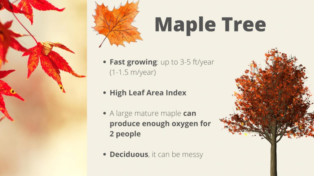 Most oxygen producing trees - Maple Tree
