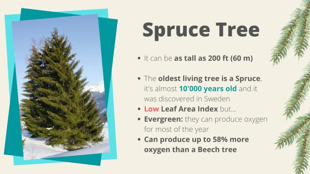 Which Trees Produce The Most Oxygen? - How & Why