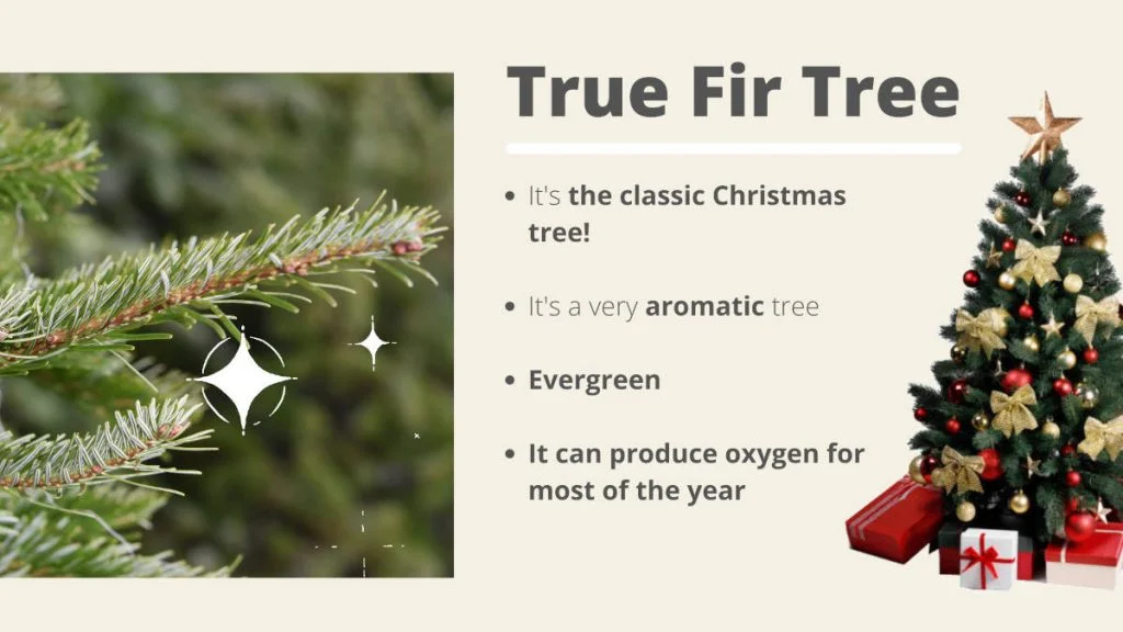 Most oxygen producing trees - True fir tree