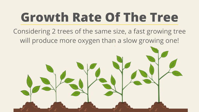 Oxygen production and tree growth rate