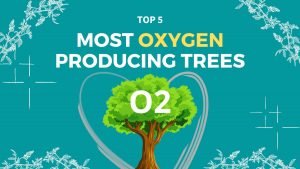 Which trees produce the most oxygen