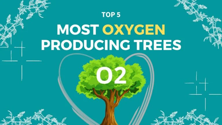 Which trees produce the most oxygen
