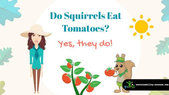 Do squirrels eat tomato - yes they do