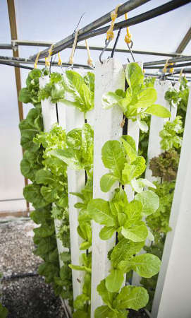 vertical farming