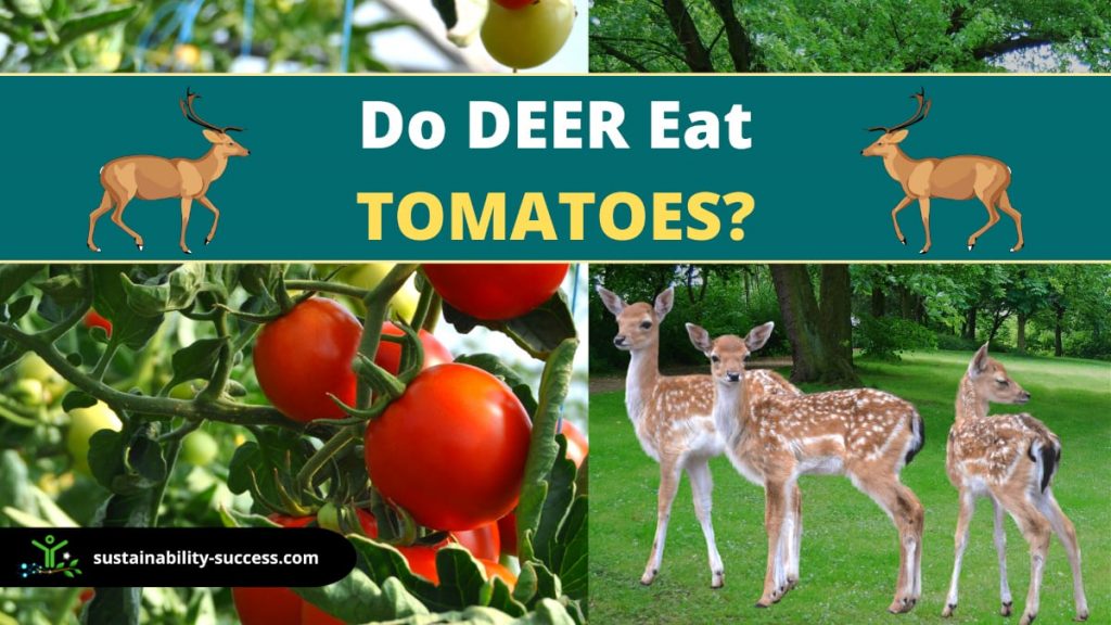 Do deer eat tomatoes