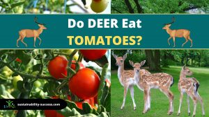 Do Deer Eat Tomatoes? 11 Ways to PROTECT your Plants 1 Do deer eat tomatoes