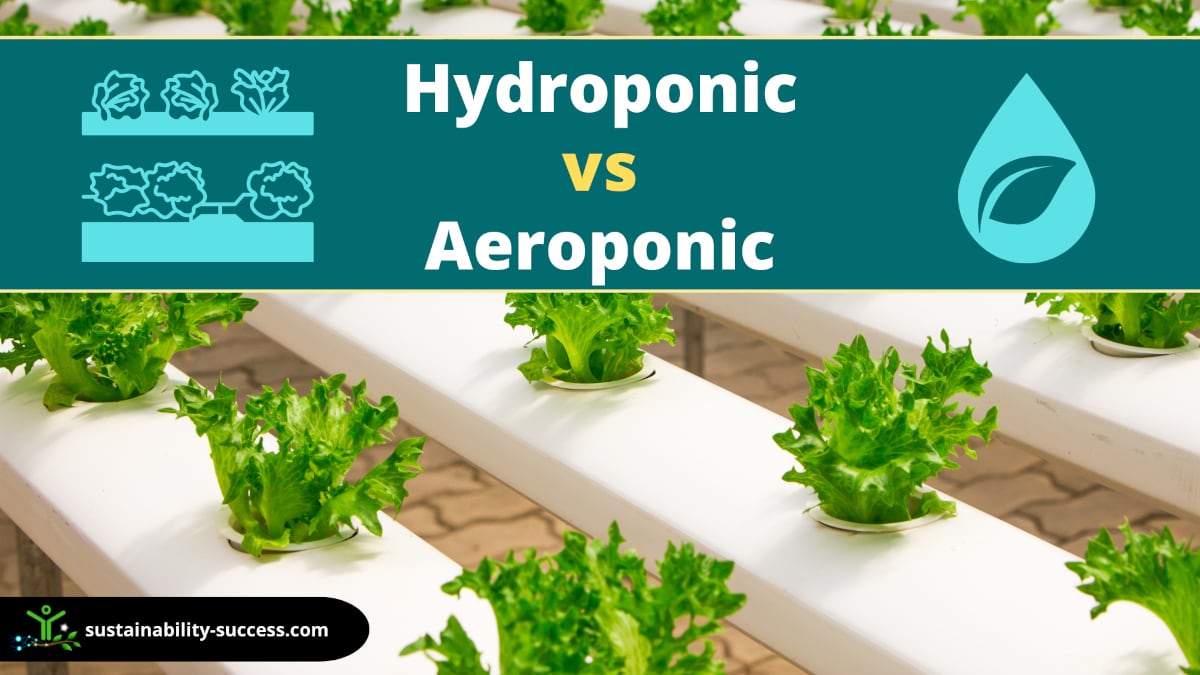 hydroponic vs aeroponic