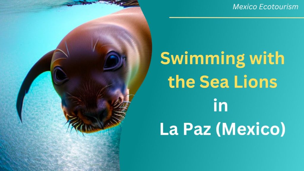 Mexico ecotourism - swimming with sea lions in La Paz