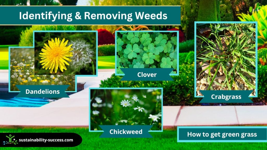 how to get green grass - identifying and removing weeds