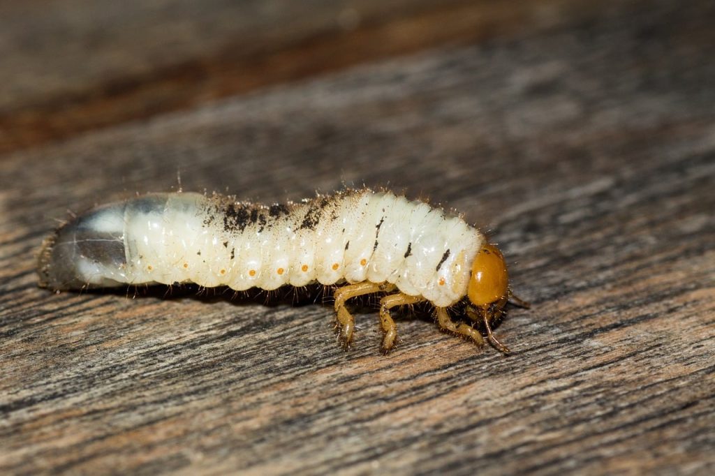 lawn grub larvae