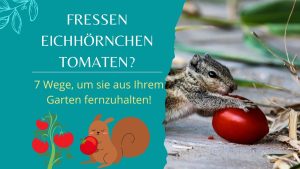 Fressen Eichhörnchen Tomaten