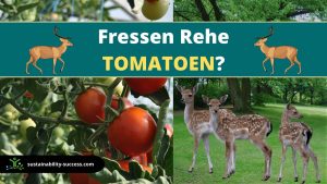 Fressen Rehe Tomaten? 11 Wege, deine Pflanzen zu SCHÜTZEN 1 Fressen Rehe TOMATOEN