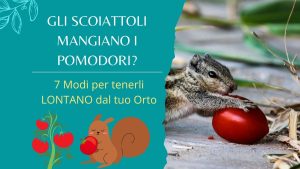 gli scoiattoli mangiano i pomodori