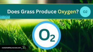 does grass produce oxygen