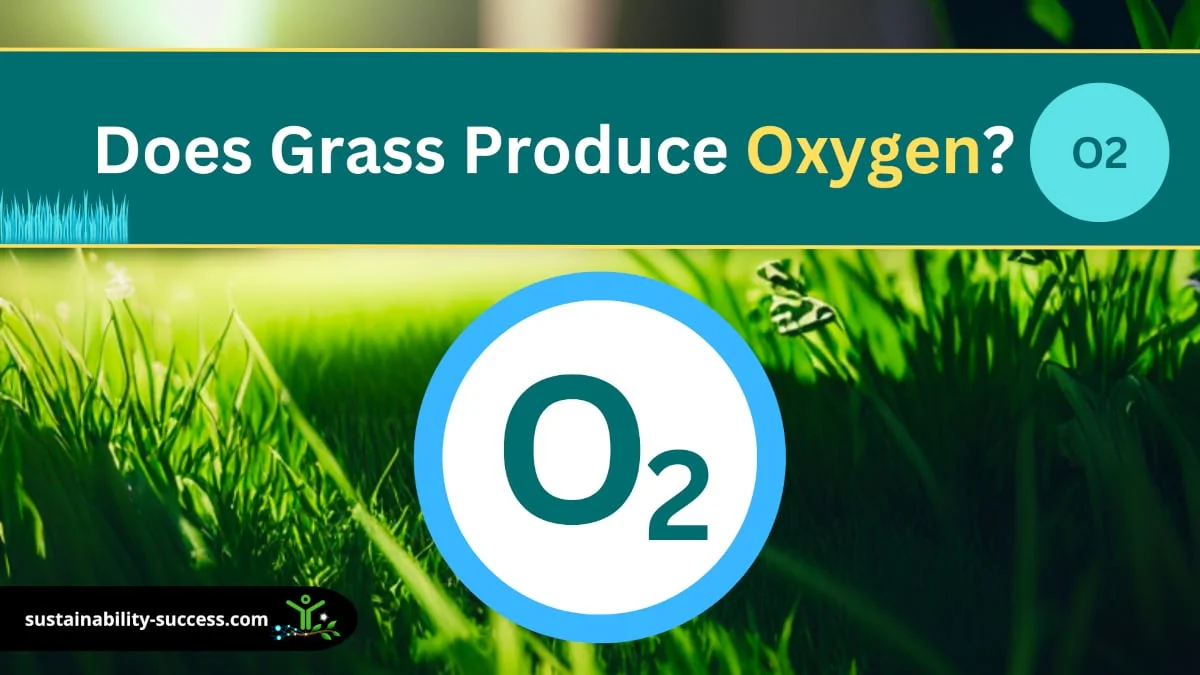 Does Grass Produce Oxygen? (and VS Trees?) 1 does grass produce oxygen