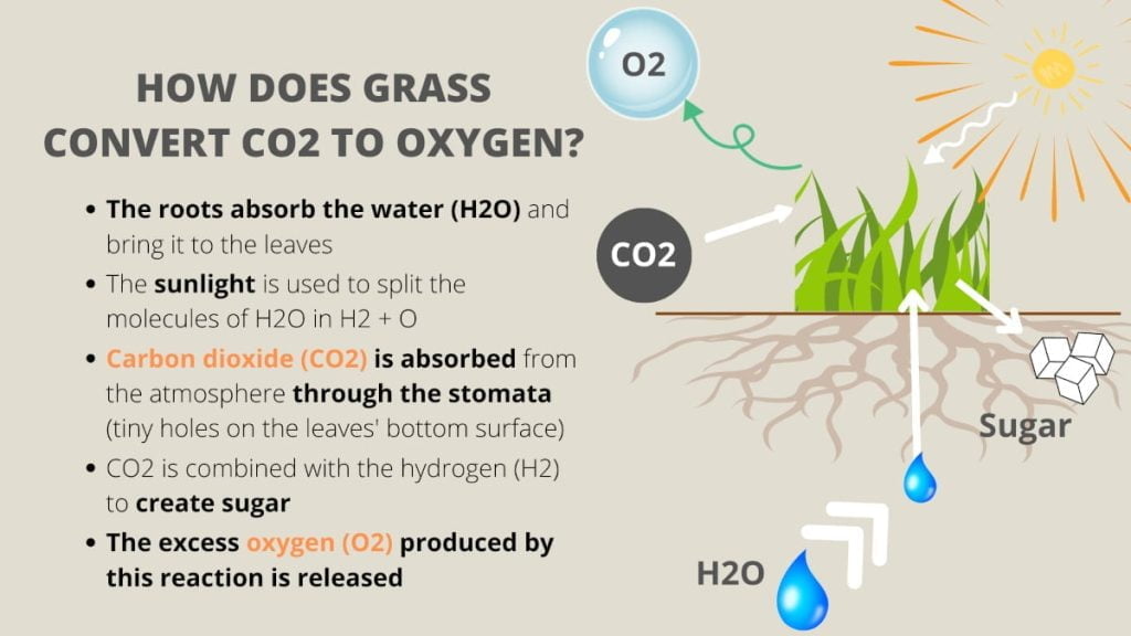 how does grass convert co2 into oxygen