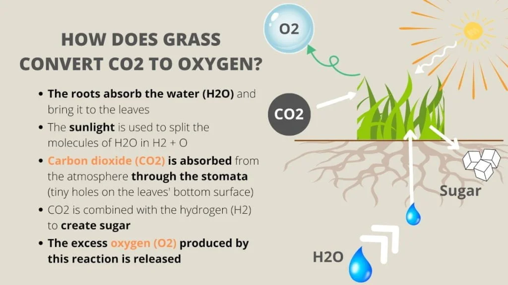 Does Grass Produce Oxygen? (and VS Trees?) 2 how does grass convert co2 into oxygen