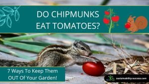 Do Chipmunks Eat Tomatoes? - 7 Ways to Protect Tomatoes from Chipmunks 1 Do chipmunks eat tomatoes