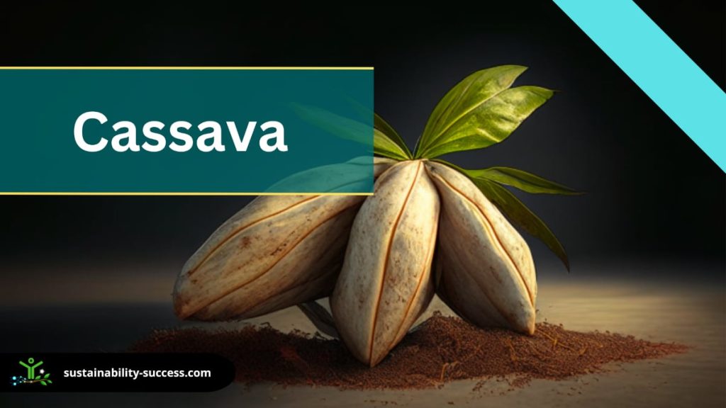 biodegradable materials - cassava