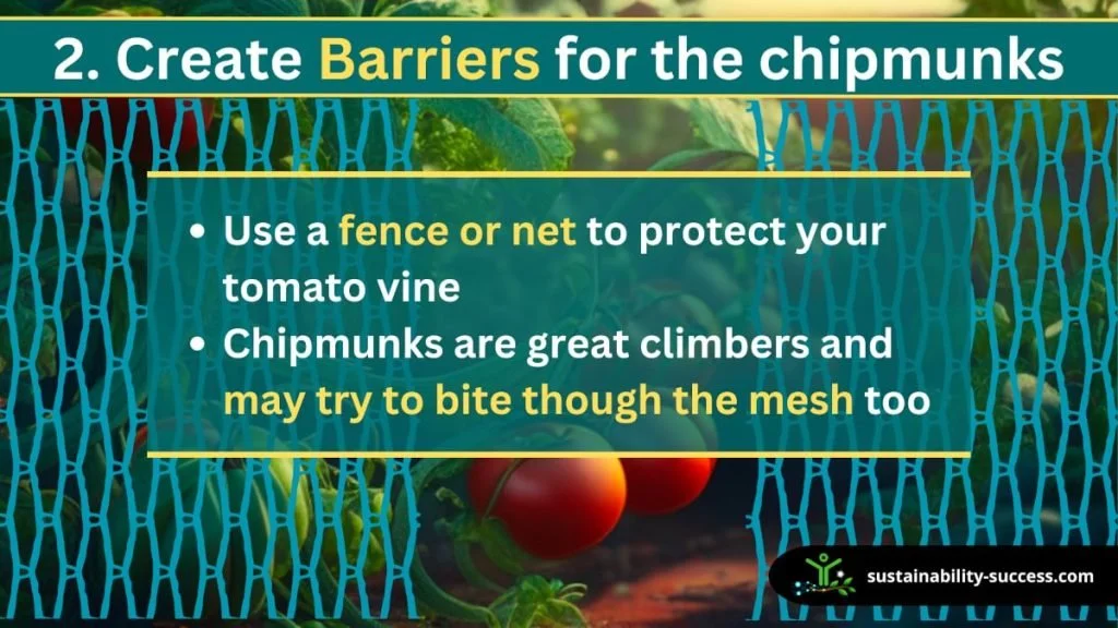 create barriers for the chipmunks to protect tomatoes