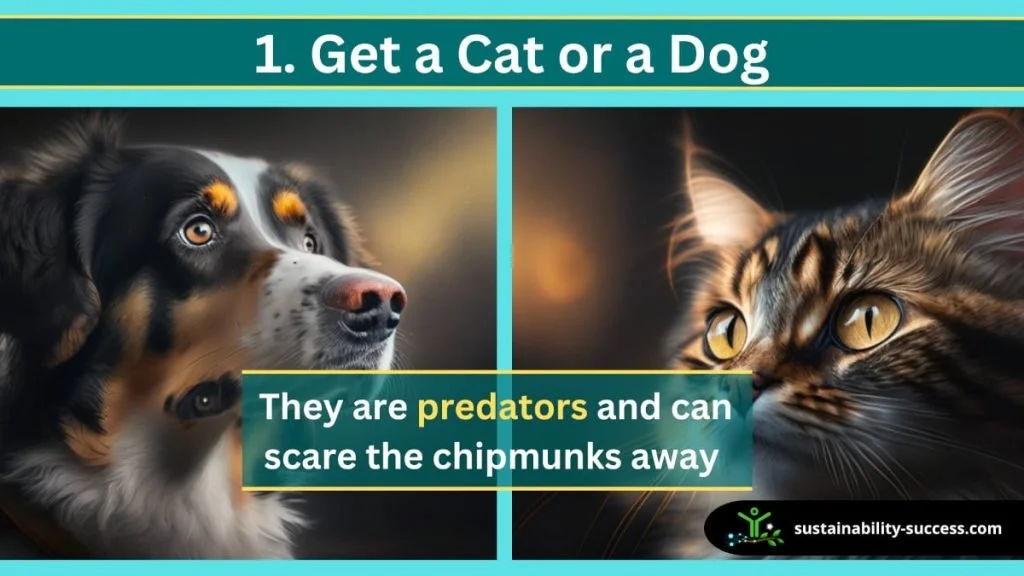 keep chipmunks away from tomatoes - get a cat or a dog
