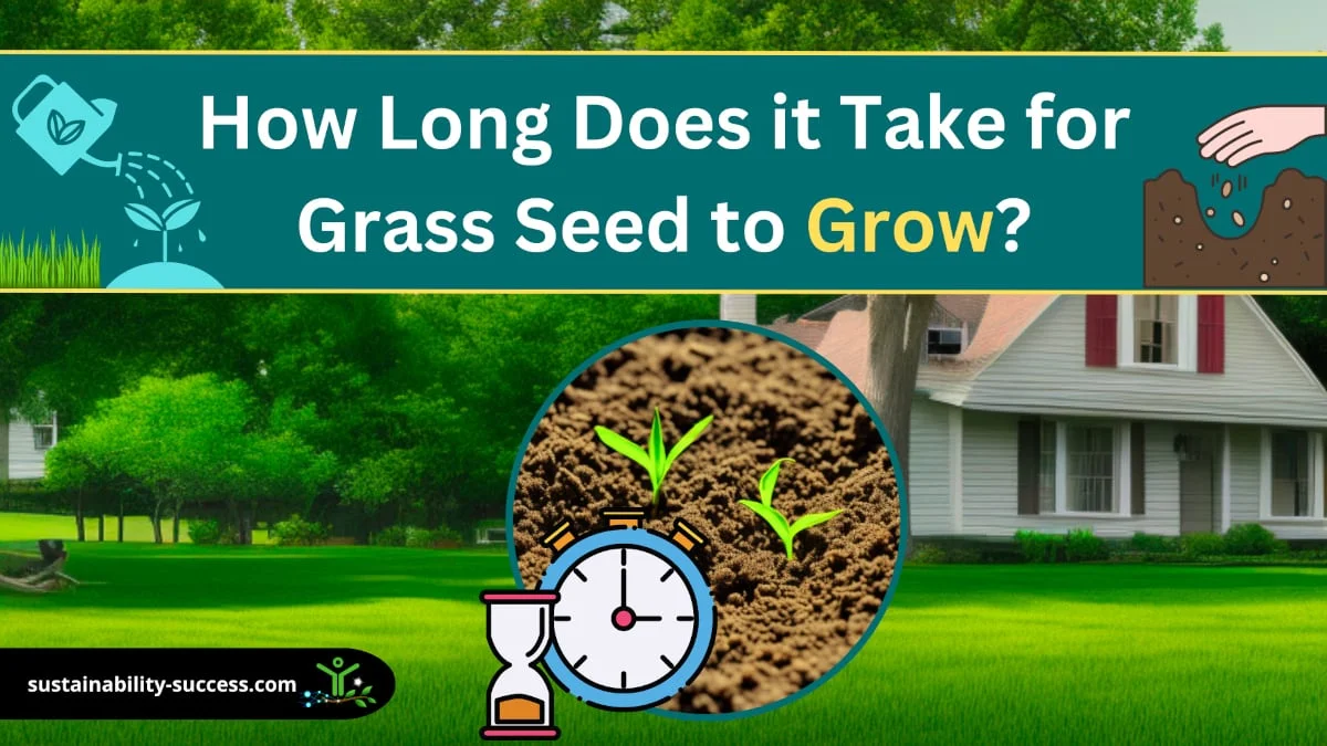 How Long Does it Take for Grass Seed to Grow? (ANSWER) 1 How Long Does it Take for Grass Seed to Grow