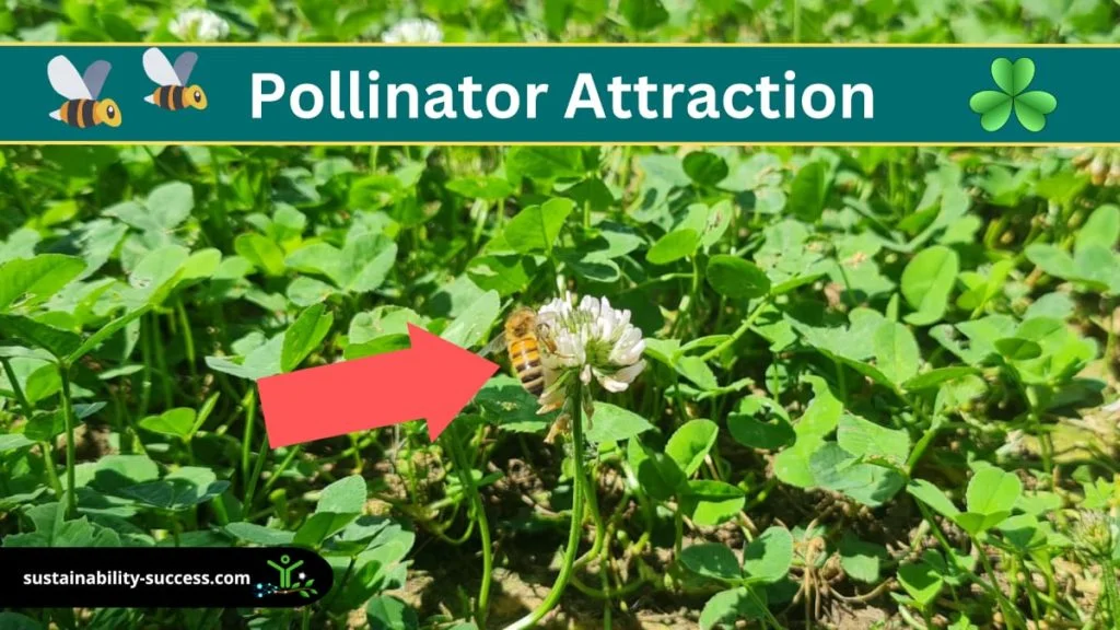 14 Micro Clover Lawn PROS and CONS 6 pros and cons of micro clover lawn - pollinator attraction