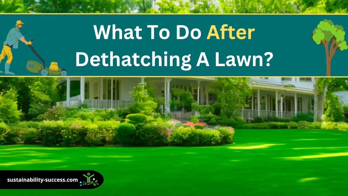 what to do after dethatching a lawn