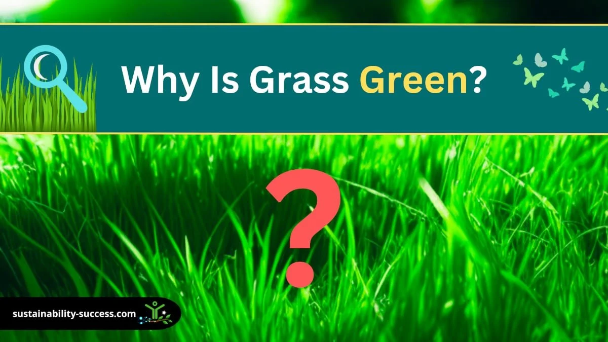 why is grass green