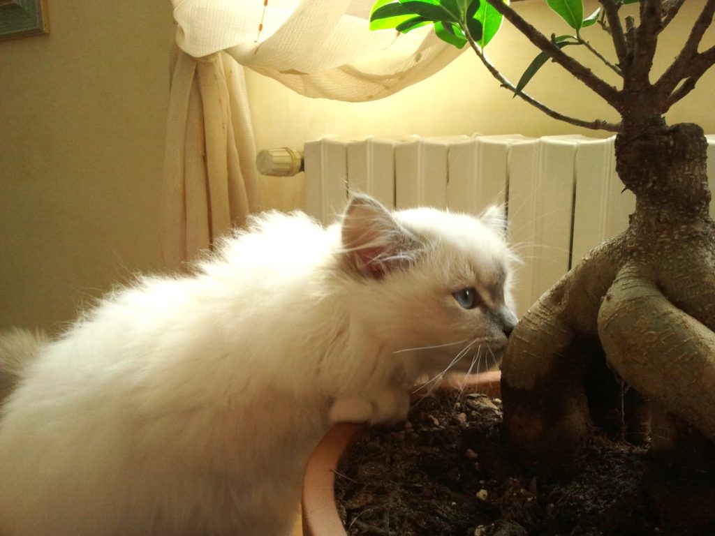 my cat sniffing a plant