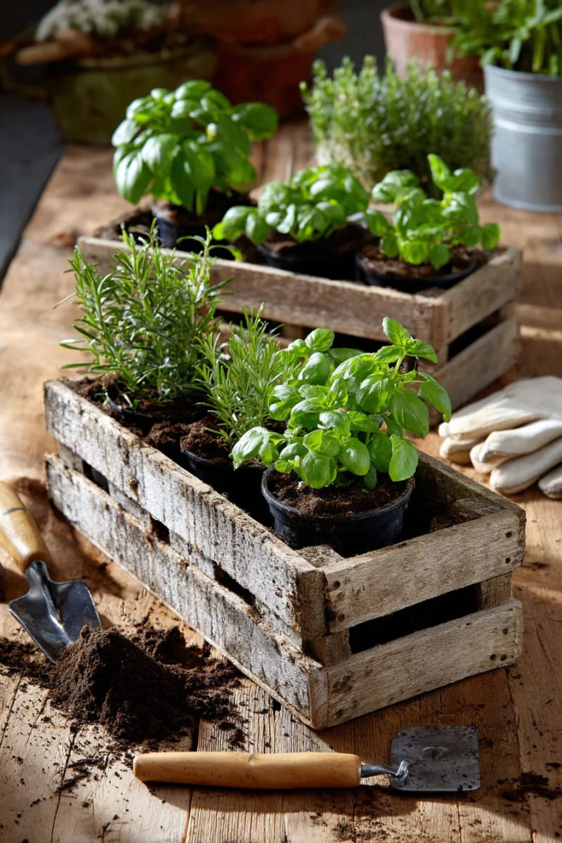 diy herb garden kits in recycled wooden crates 1