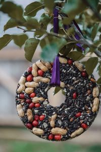 cookie cutter birdseed ornaments made thick and dr 2