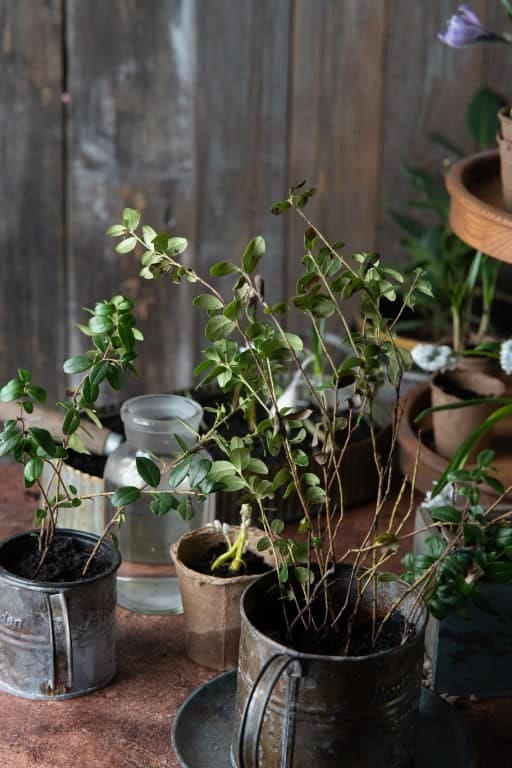 rooted cuttings in a chipped teacup 1