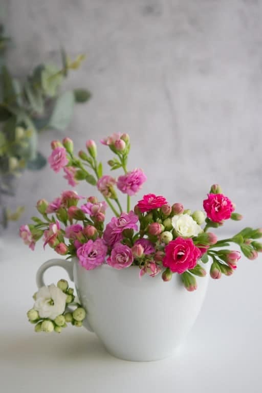 rooted cuttings in a chipped teacup 1