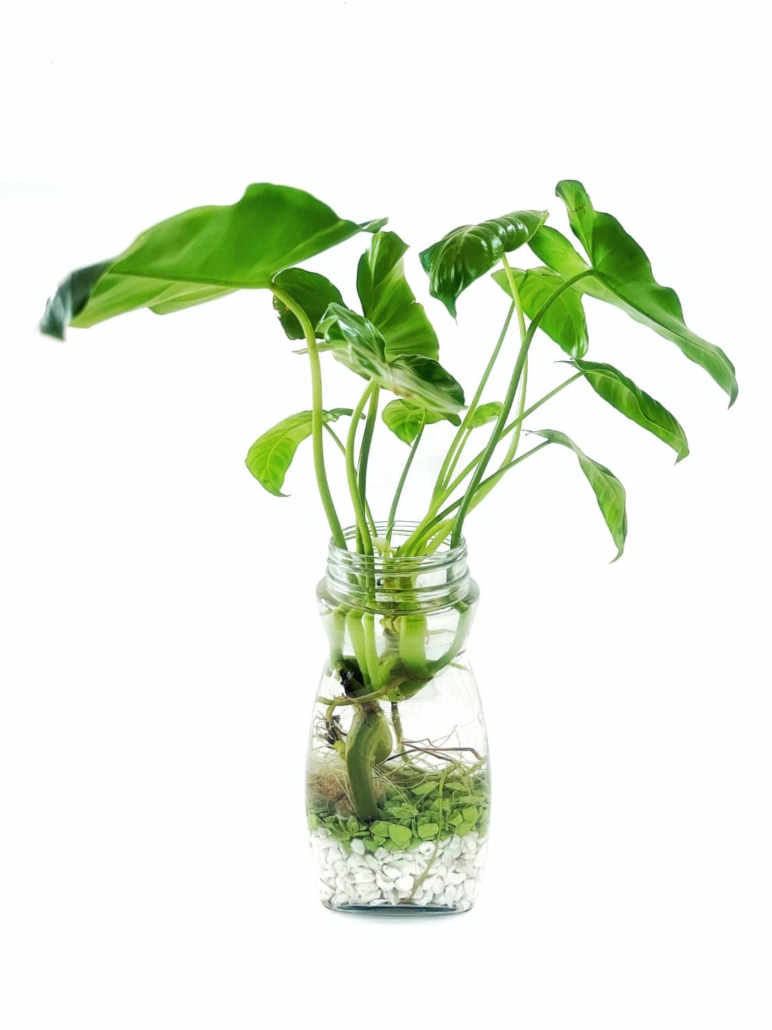Propagation Pocket Planter Idea Green plant cuttings with visible roots grow in water inside a clear glass jar layered with white and green stones, illustrating a propagation pocket planter idea